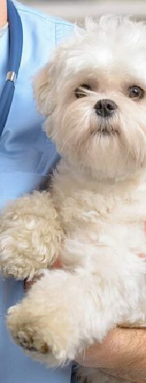 Acil Durum ve Cerrahi Müdahale